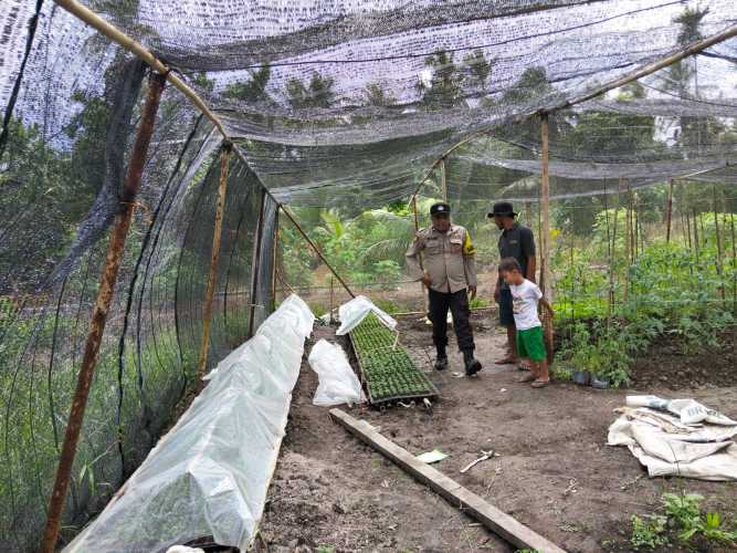 Bhabinkamtibmas Polsek Pulau Burung Kembangkan Bibit Cabai, Dukung Asta Cita dan Swasembada Pangan Nasional