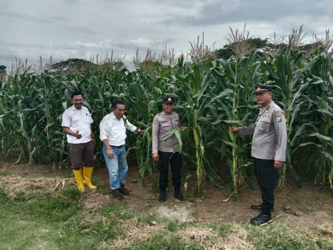 Pengecekan Program Ketahanan Pangan dan Pemanfaatan Lahan Produktif Tanaman Jagung di PT. Perkebunan Lonsum Dolok Estate