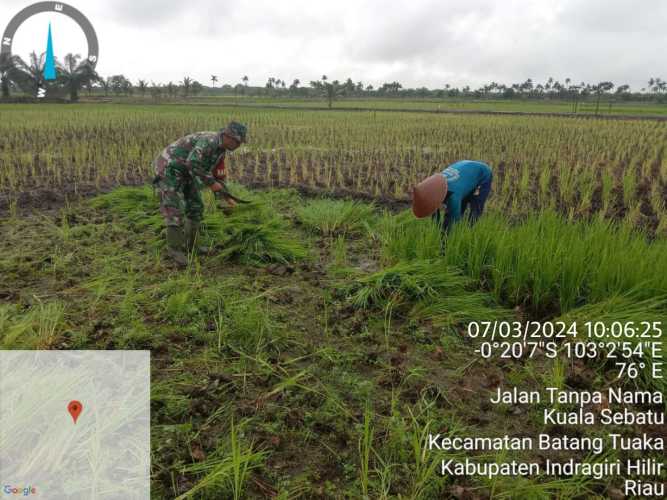 Babinsa Lanjutkan Progress Program Ketahanan Pangan di Batang Tuaka