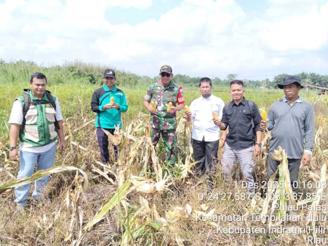 Babinsa Pulau Palas Mendampingi masyarakat dan pengurus Bumdes  Panen jagung Bersama