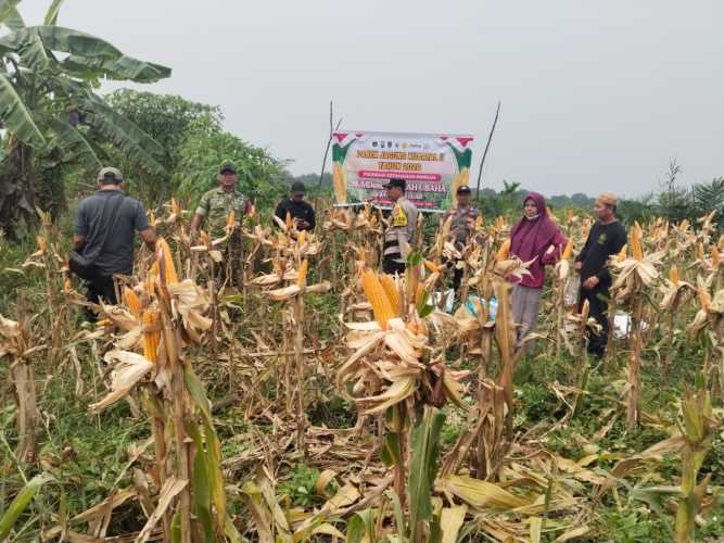 Sinergi Wujudkan Ketahanan Pangan, Babinsa Sungai Luar Mendampingi Panen Raya Jagung BUMDes Berkat Usaha