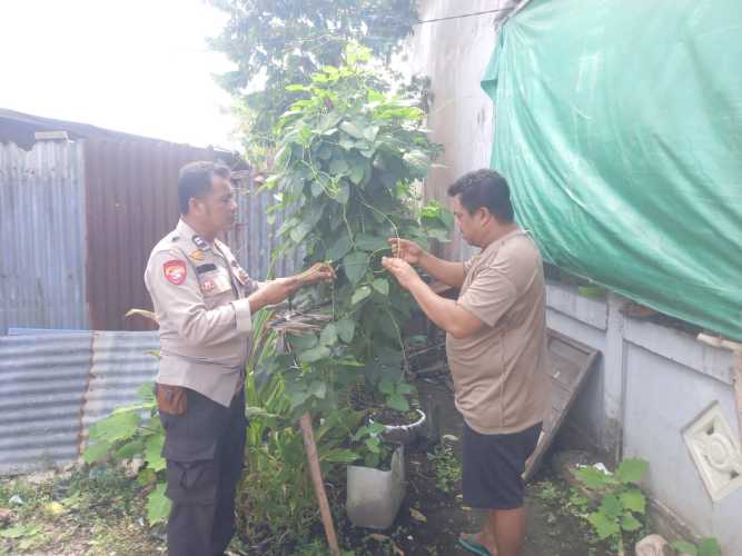 Bhabinkamtibmas Polsek Enok Fokuskan Pengembangan Sayuran Hijau untuk Dukung Ketahanan Pangan Keluarga