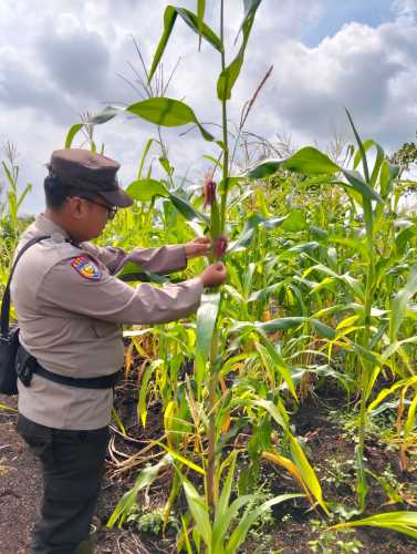 Jelang Masa Panen, Polsek Pelangiran Intensif Monitoring Lahan Jagung Warga Desa Bagan Jaya