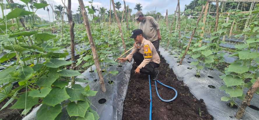 Dekat dengan Petani, Bhabinkamtibmas Polsek Pelangiran Cek Progres Tanaman Timun dan Gambas