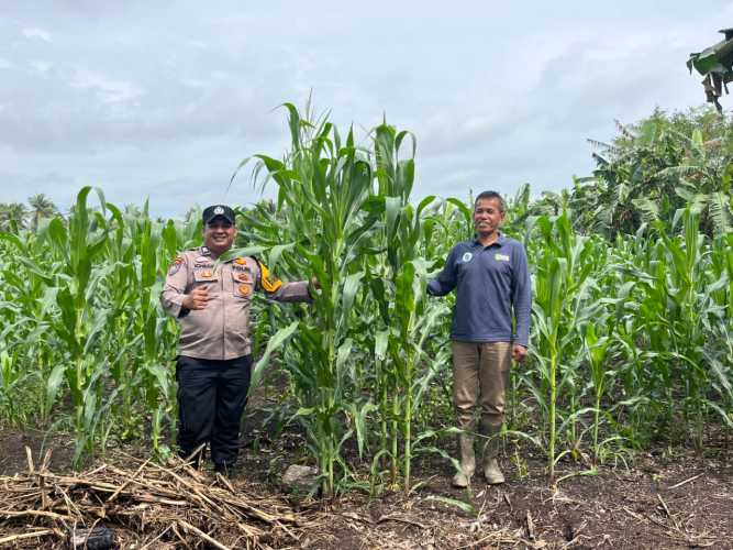 Bhabinkamtibmas Desa Air Tawar Kawal Perkembangan Jagung 1,5 Hektare, Dukung Swasembada Pangan Nasional