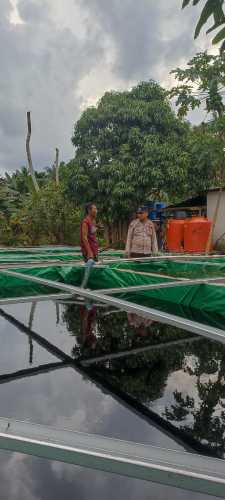 Wujud Kepedulian terhadap Ketahanan Pangan, Bhabinkamtibmas Pelangiran Cek Pertumbuhan Ikan Lele dan Mujair