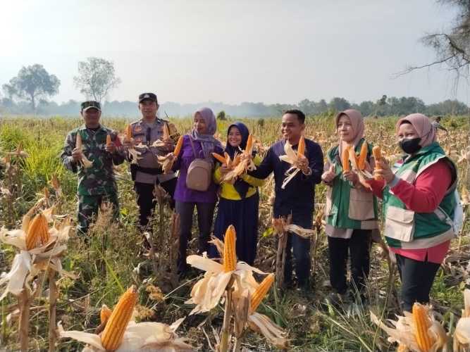 Panen Jagung Bumdes Berkah Usaha Desa Sungai Luar Dorong Ketahanan Pangan Tahun 2025