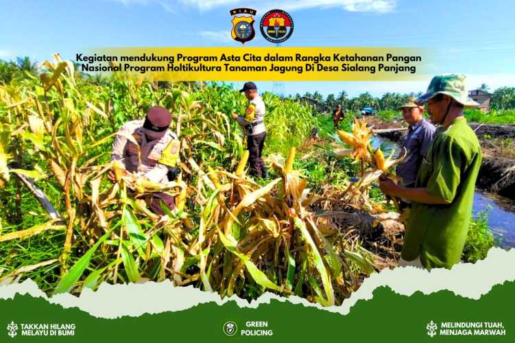 Hasil Panen Jagung Kuartal II, Polsek Tembilahan Hulu dan Warga Pulau Palas Wujudkan Swasembada Pangan