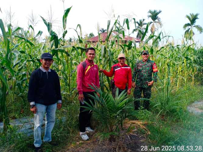 Babinsa Sertu Ali Sabri Dampingi  Panen Perdana Jagung Program Ketahanan Pangan Desa Pulau Palas