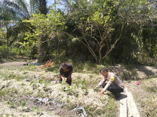 Jadi Sahabat Petani, Bhabinkamtibmas Polsek Tempuling AIPDA HENDRA TUA P. SITUMORANG Turun Langsung ke Ladang Cek Tanaman Kacang Hijau.
