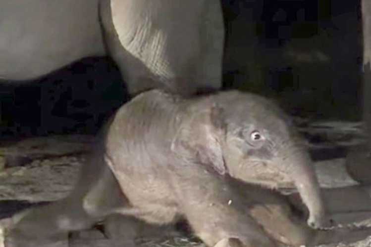 Anak Gajah Sumatera Lahir Sehat di Taman Nasional Tesso Nilo