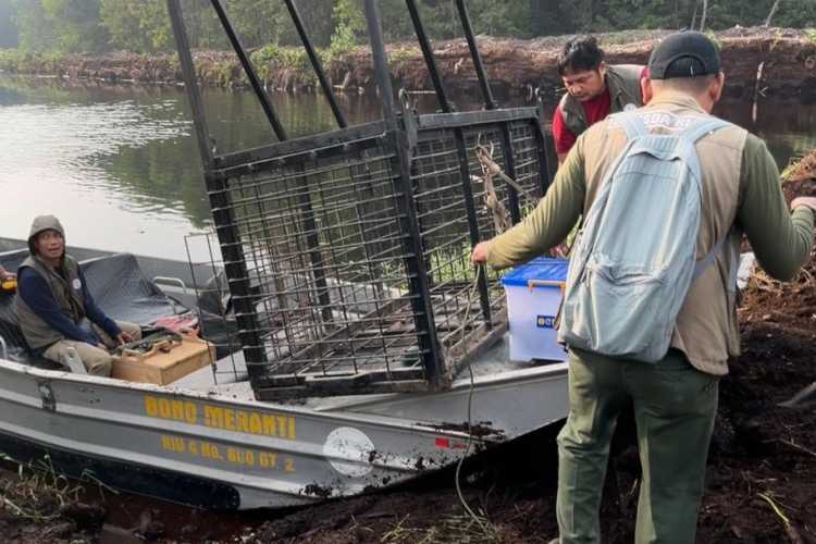BBKSDA Riau Pasang Jebakan Harimau di Pelalawan