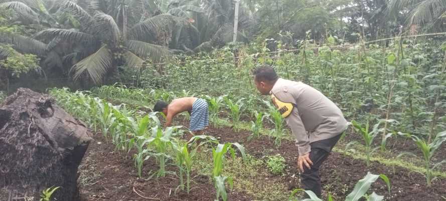 Polsek Pulau Burung Gelar Sambang dan Cek Perkembangan Tanaman untuk Dukung Ketahanan Pangan Nasional