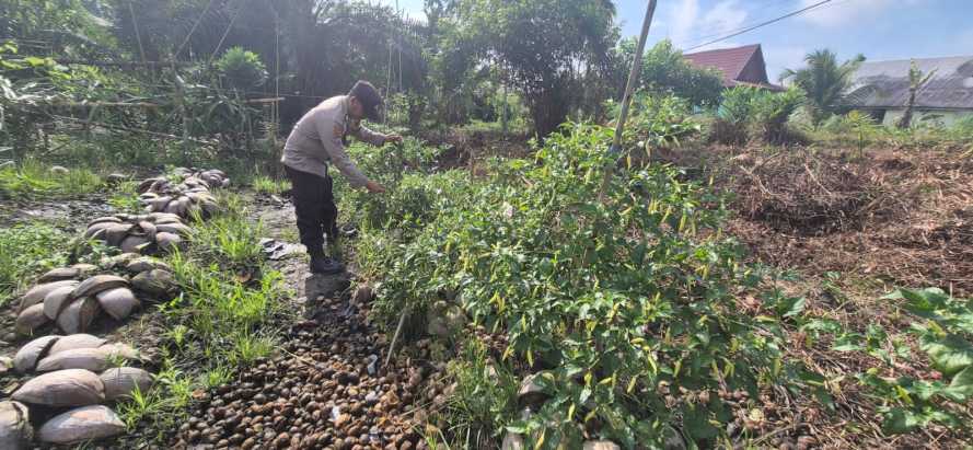 Bhabinkamtibmas Polsek Pelangiran Pantau Perkembangan Tanaman Timun di Desa Tagagiri Tama Jaya, Dukung Ketahanan Pangan Warga
