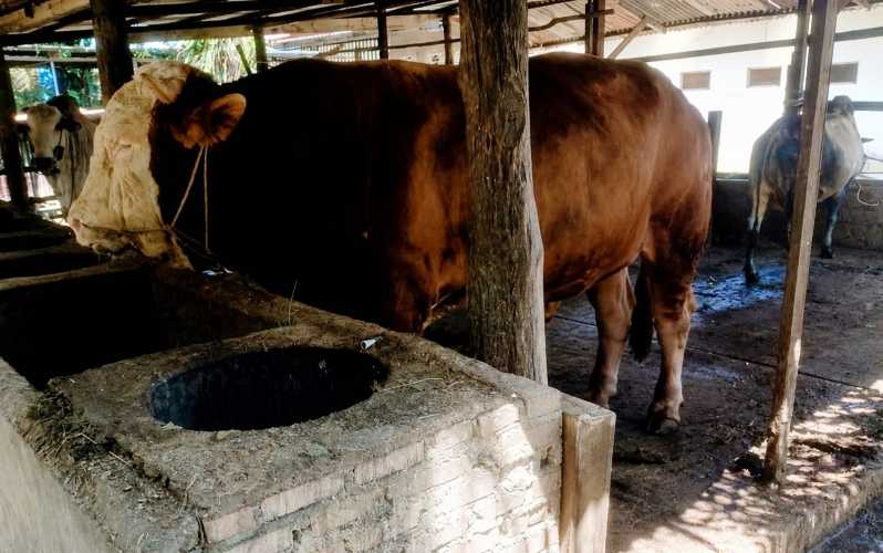 Bobotnya Hampir Se-Ton! Inilah Samson, Sapi asal Dumai yang Jadi Kurban Presiden Tahun Ini