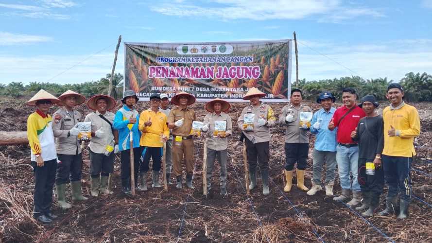 Tingkatkan Ketahanan Pangan, Desa Nusantara Jaya Tanam Jagung Perdana