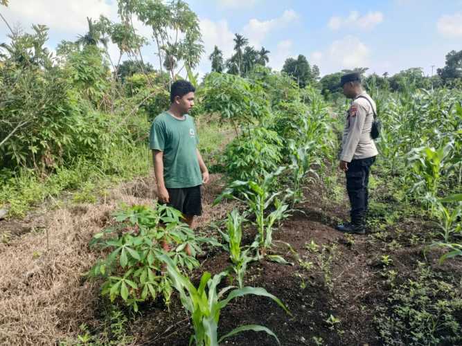 Polsek Pulau Burung Monitoring Pertumbuhan Jagung, Kapolsek Tekankan Pentingnya Ketahanan Pangan Nasional