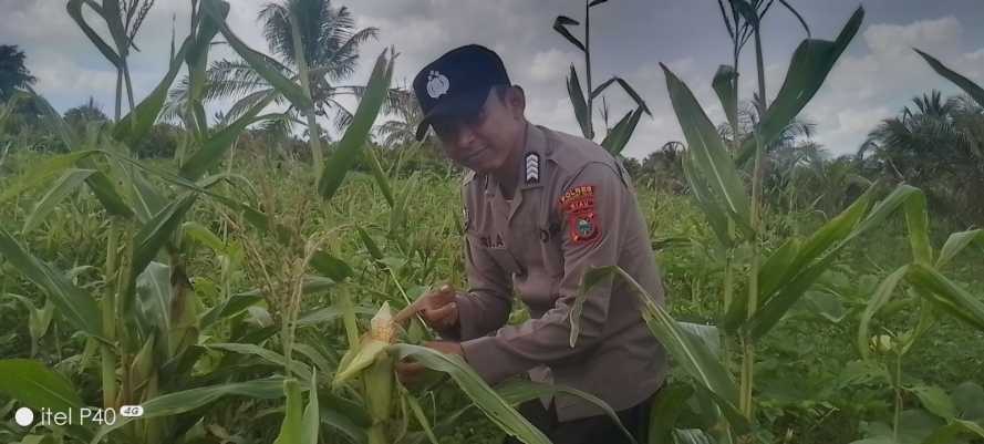Bhabinkamtibmas Polsek Concong Pantau Program Ketahanan Pangan Jagung di Desa Concong Tengah