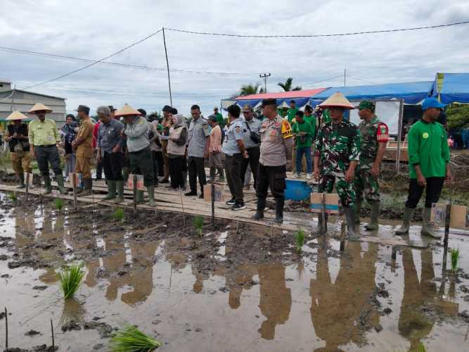Desa Kuala Sebatu Sukses Gelar Gerakan Tanam Serentak Tutup Tanam MT III 2025