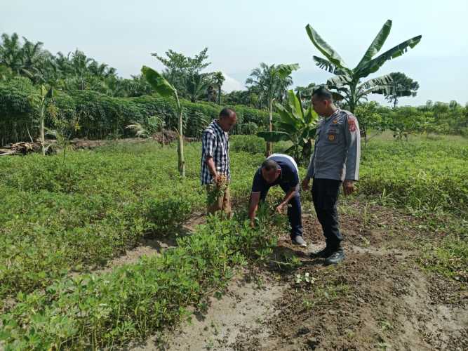 Polres Batu Bara Lakukan Pengecekan Program Ketahanan Pangan Pekarangan Bergizi