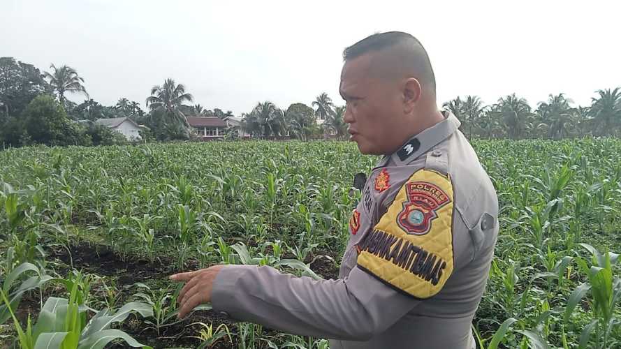 Babinkamtibmas Polsek Pulau Burung Tingkatkan Swasembada Panngan Jagung, Dukung Ketahanan Pangan Nasional