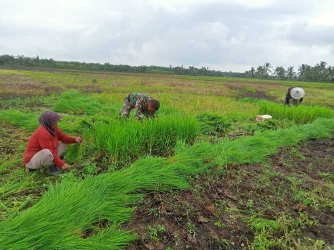 Program Ketahanan Pangan di  Wilayah Koramil 12/Batang Tuaka masih di Gesa