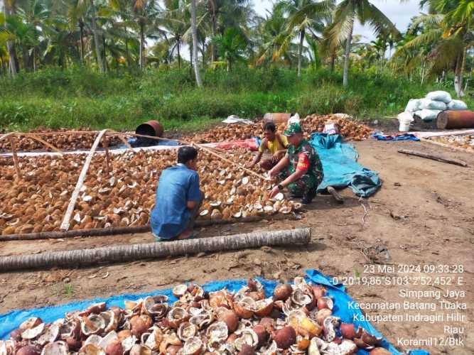 Babinsa Simpang Jaya Berbagi Pengetahuan Tentang Pasca Panen Produksi Perkebunan