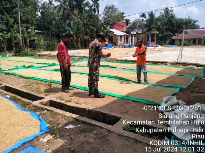 Babinsa Sialang Panjang Uji Klinis Pengolahan Beras Medium