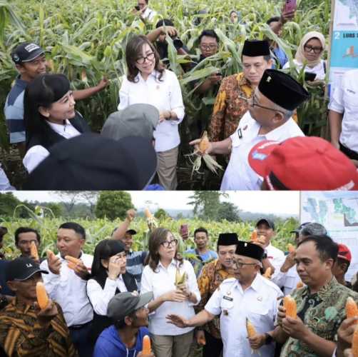 Dirjen Penataan Agraria Meninjau Sekaligus Panen Jagung di Lokasi Pemberdayaan Tanah Masyarakat Model cCosed Loop