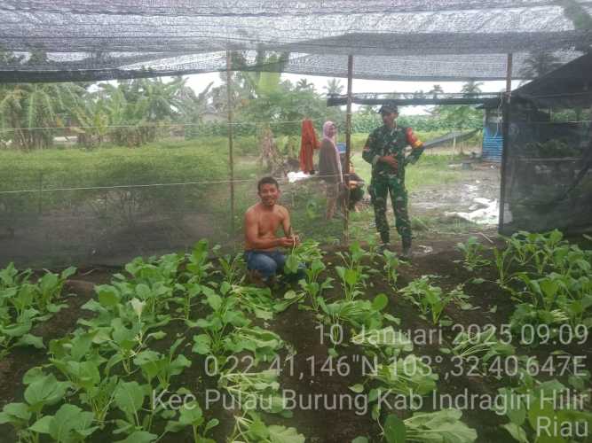 Babinsa Peduli Pangan,Meningkatkan Produksi Lokal di Desa Pulau Burung