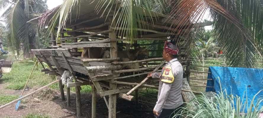 Bhabinkamtibmas Polsek Pulau Burung Tinjau Ternak Kambing untuk Dukung Ketahanan Pangan Nasional