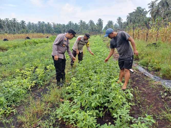 Kembangkan Komoditas Polong-Polongan, Kapolsek Pelangiran Motivasi Petani Desa Rotan Semelur