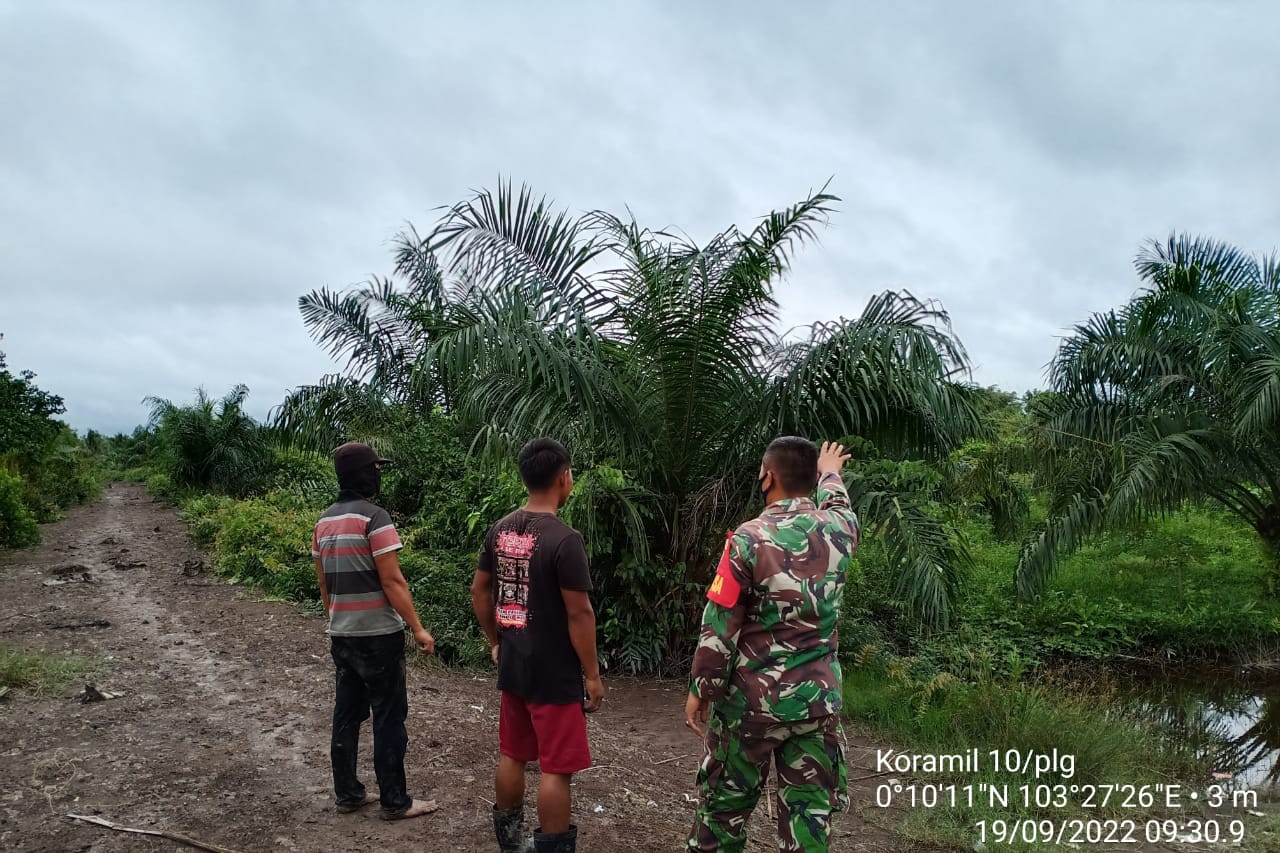 Kopda J.Manurung Babinsa Koramil 10/Pelangiran Mengitari Kawasan Perkebunan