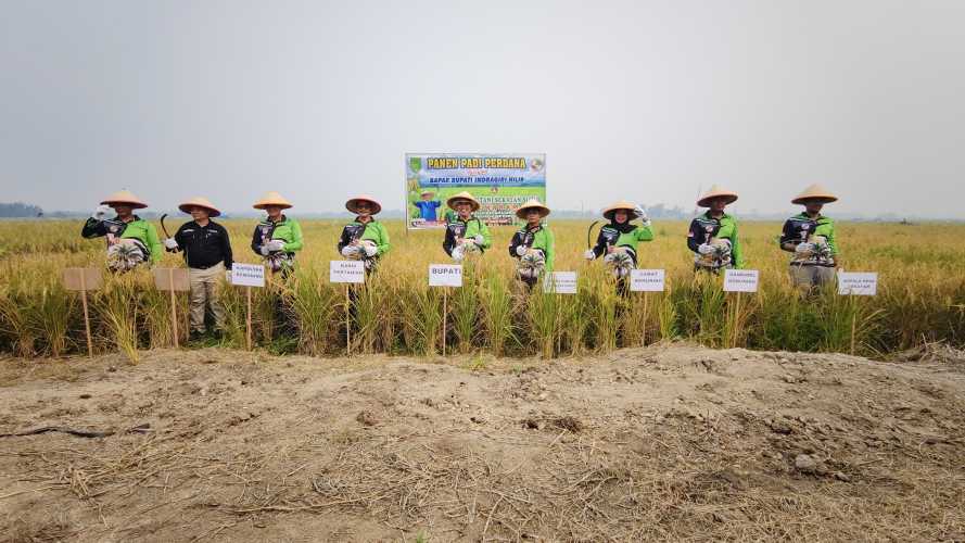 Dinas Pertanian Inhil Sukseskan Panen Perdana di Kelompok Tani Sekayan Subur Kecamatan Kemuning