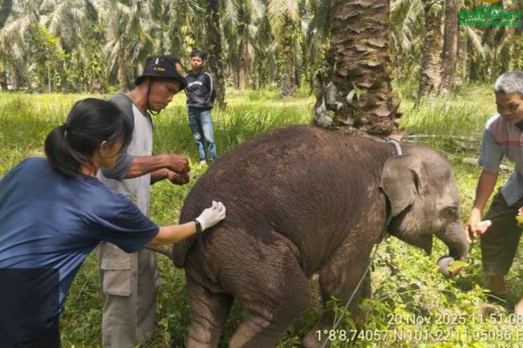 Sampel Organ ‘Laila’ Bayi Gajah Mati di PKG Sebanga Dikirim ke Laboratorium