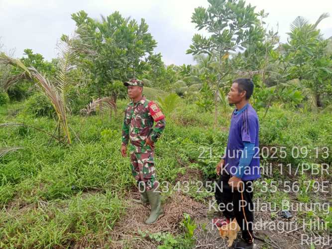 Babinsa Koramil 11/Pulau Burung  Monitoring Lahan Perkebunan dan Patroli Karhutla