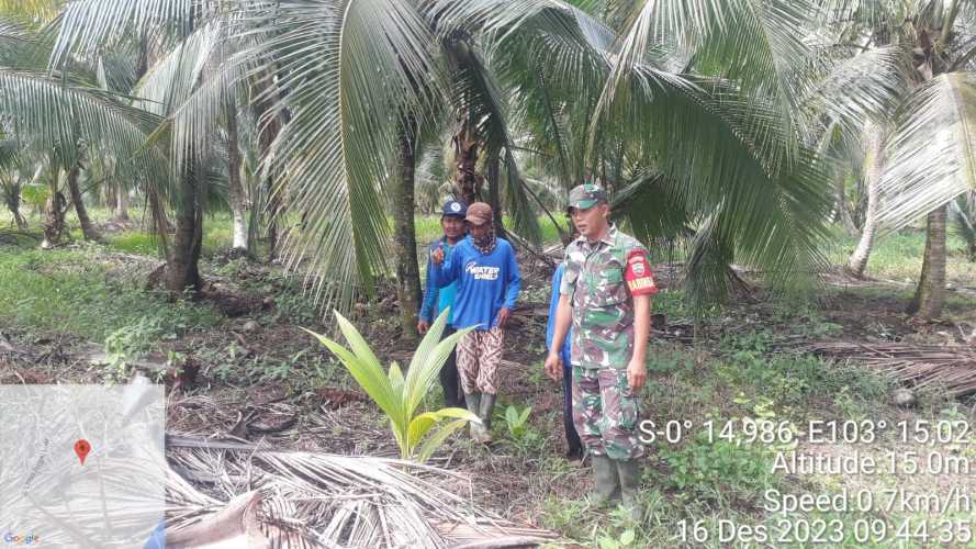 Babinsa Lakukan Cegah Alih Fungsi Lahan Perkebunan Cegah Karhutlah