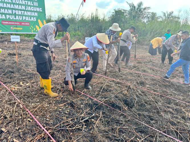 Pemerintah Desa Pulau Palas Mendukung Program Asta Cita dengan Penanaman Jagung