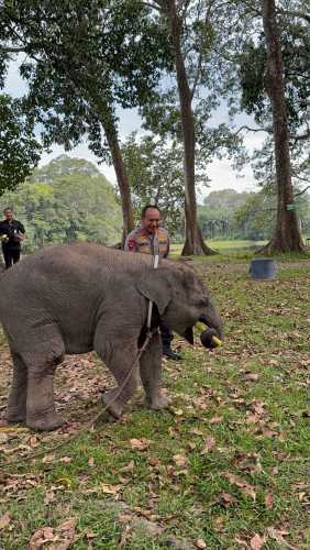 Sembari Patroli, Kapolda Riau Kunjungi Keluarga Gajah di TWA Buluh Cina
