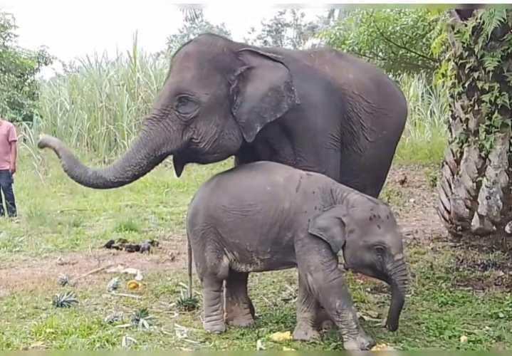 Tiga Gajah Sumatera Betina di Riau Gugur, Populasi di Ujung Tanduk