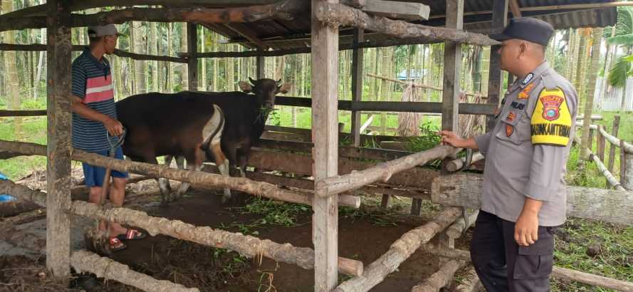 Bhabinkamtibmas Polsek Pelangiran Dampingi Peternak Sapi di Desa Rotan Semelur, Wujudkan Ketahanan Pangan Nasional