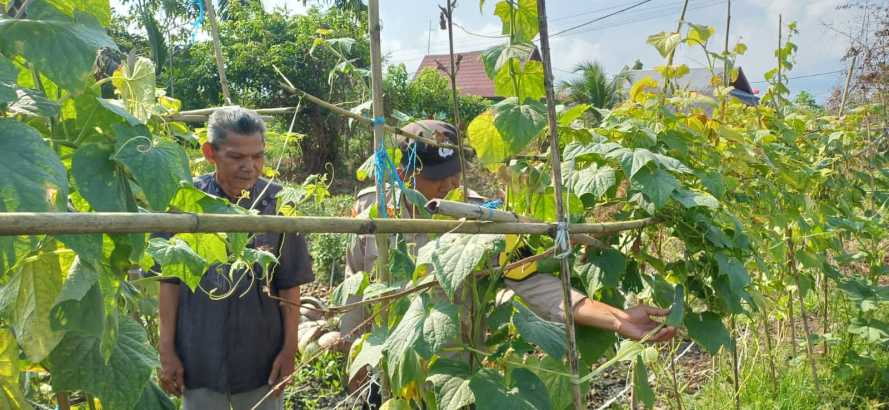 Dukung Ketahanan Pangan, Bhabinkamtibmas Polsek Pelangiran Rutin Lakukan Pemupukan Tanaman Mentimun di Desa Binaan
