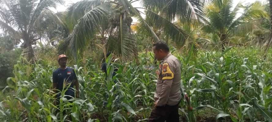 Ciptakan Swasembada Pangan di Tingkat desa, Bhabinkamtibmas Polsek Pulau Burung Terus Lakukan Pendampingan