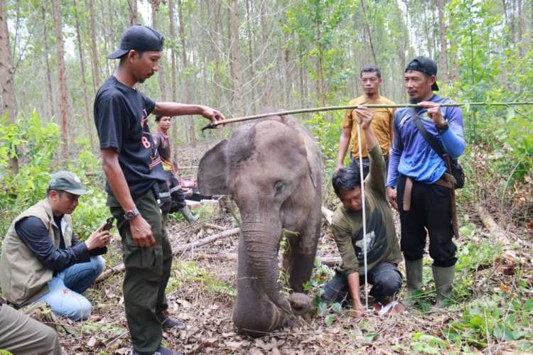 BBKSDA Riau Evakuasi Anak Gajah Liar Terluka, Diduga Dijerat di Tesso Tenggara Pelalawan