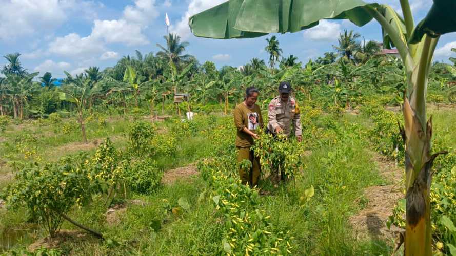 Bhabinkamtibmas BRIPKA Erwin Sulap Lahan 20x20 Meter Jadi Lumbung Cabai, Contoh Nyata Ketahanan Pangan Mandiri