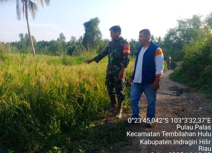 Babinsa Pulau Palas Pantau Lahan Padi Kelompok Tani untuk Antisipasi Serangan Hama