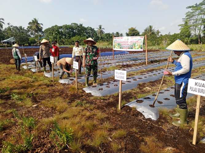 PT. RSUP-PKB melaksanakan kegiatan Penanaman Jagung Kuartal ke-3