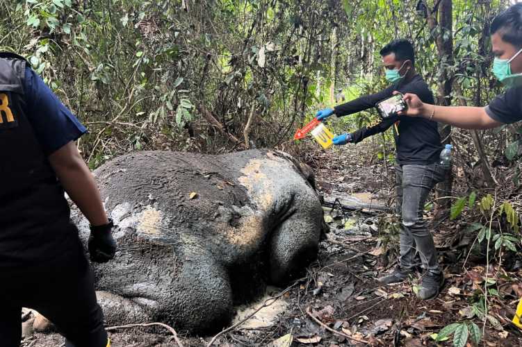 Gajah Sumatra Mati Mengenaskan di Areal Konsesi, Bagian Kepala Hilang Misterius