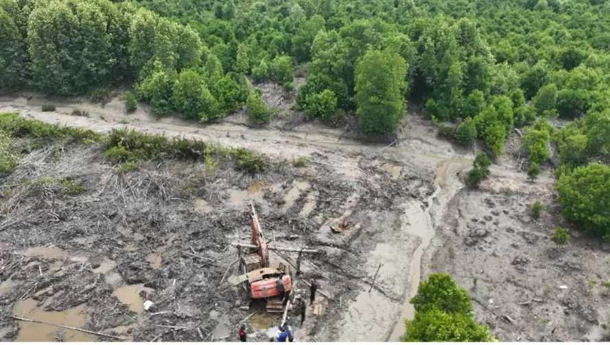 Perusak 111 Hektare Hutan Mangrove di Dumai Ditangkap Polda Riau
