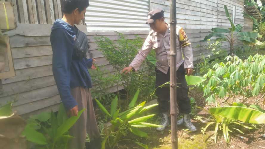 Bhbinkamtibmas Polsek Enok dampingi Warga Binaan Laksanakan Pemupukan Cabai, wujud Dukungan Ketahanan Pangan